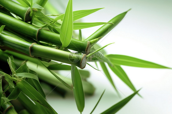 夏天清新的竹杆图片