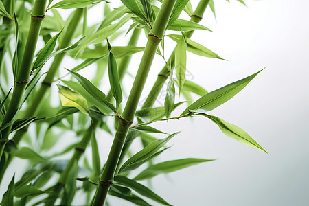 枝繁叶茂绿色清新的竹子背景图片