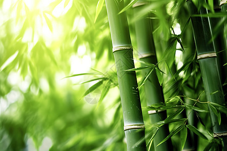 绿意清凉的竹子林背景图片
