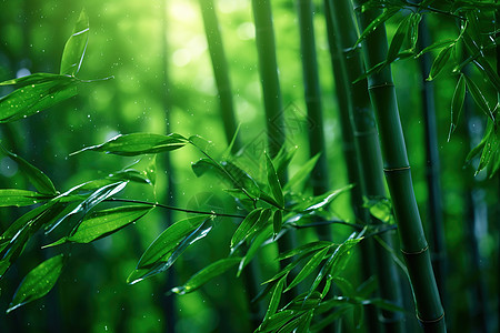 阳光下绿意清凉的竹子林图片