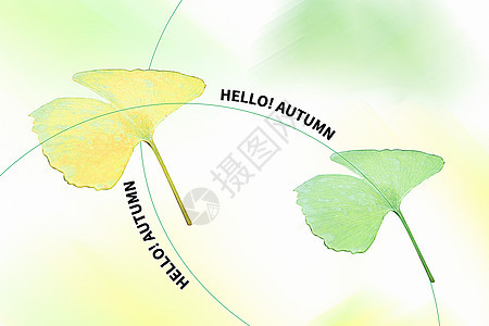 秋天银杏叶背景背景图片