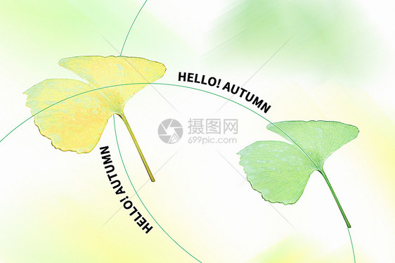 秋天银杏叶背景图片