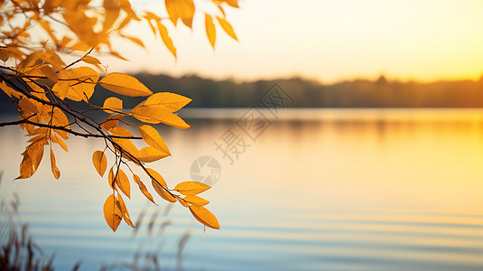 秋天水墨画秋分的树叶背景
