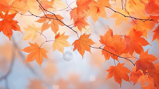 秋分红色的枫叶图片