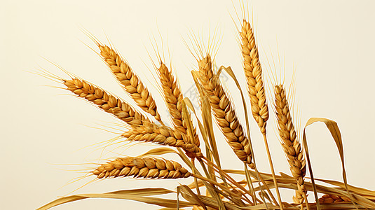 秋天丰收的卡通麦子背景图片