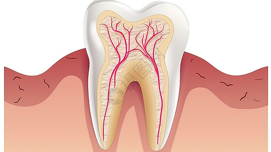 卡通横切面牙齿结构创意概念图图片