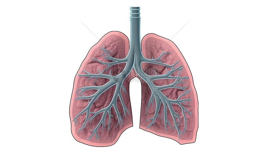 创意概念图肺部内部器官图片