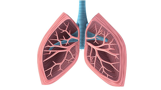 解剖肺部内部器官创意概念插图插画