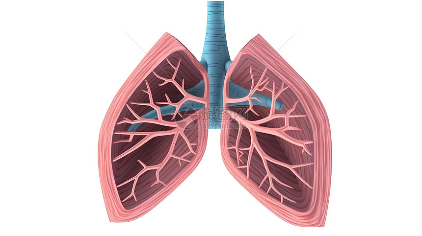 肺部内部器官创意概念插图图片