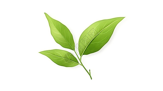 新鲜茶叶三片绿茶的叶子插图插画