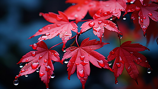 深秋沾满露水的红色枫叶特写图片