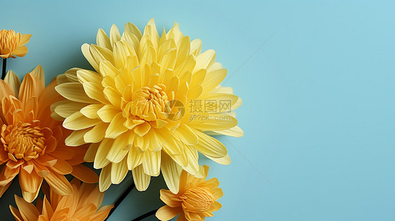 蓝色背景上漂亮的黄色菊花图片