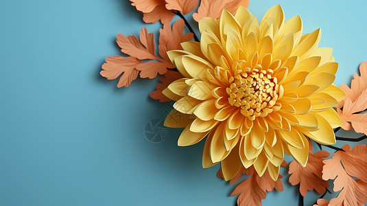 黄色菊花在淡蓝色背景上背景图片