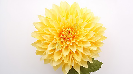 黄色漂亮的菊花图片