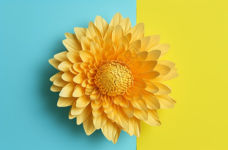 黄蓝撞色背景上一朵盛开的黄色菊花图片