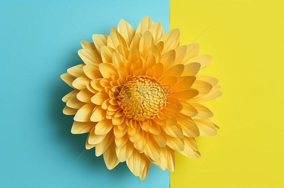 黄蓝撞色背景上一朵盛开的黄色菊花图片