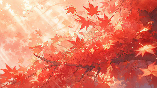 阳光照在橙红色唯美的枫叶林图片