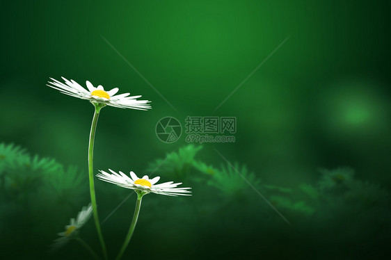 绿色创意雏菊春天背景图片