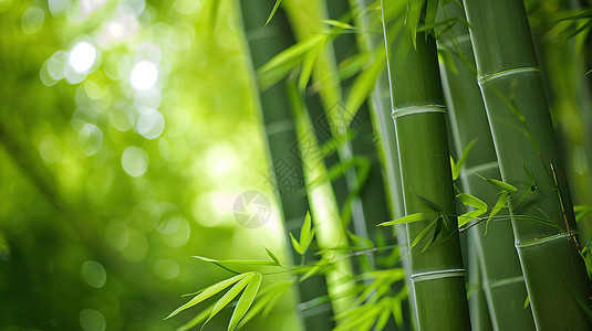 清翠绿色竹子图片