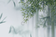 创意大气竹子中式春天背景图片