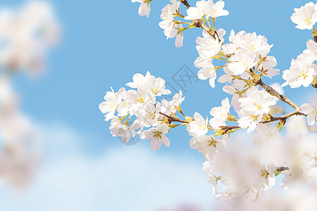 济州岛樱花大气蓝天创意樱花背景设计图片