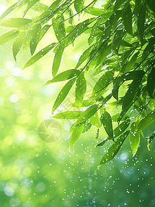 雨中唯美的绿色竹林图片