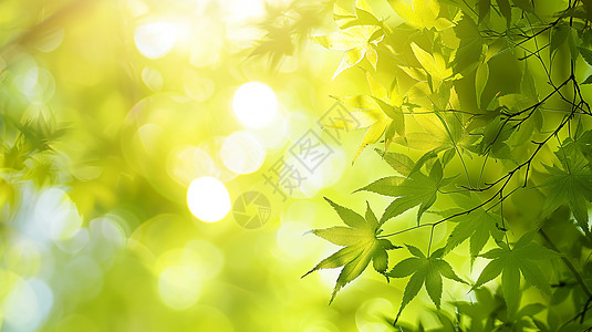 午后梦幻唯美的枫叶背景图片