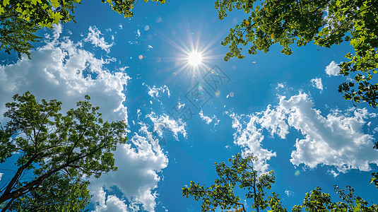 蓝天下的绿树尖仰视视角高清图片