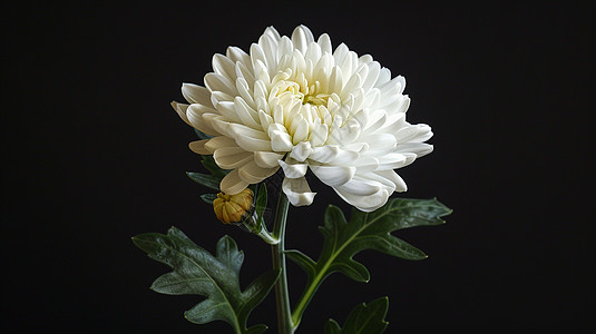 深色背景一朵白色菊花图片