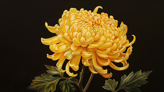 菊花包装盛开的黄色美丽的菊花插画