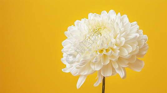 黄色背景盛开的白色大朵菊花图片