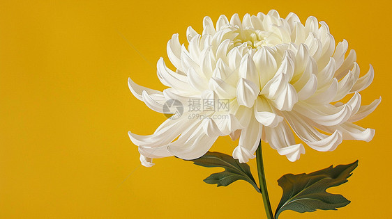 盛开的大朵菊花图片