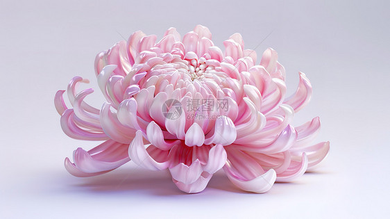 菊花3D图标图片