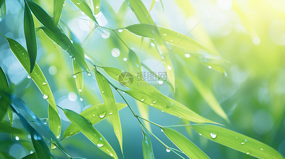 雨后落满水珠的绿叶图片
