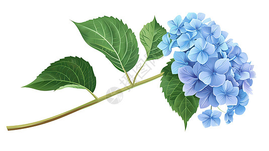 蓝色绣球花插图图片