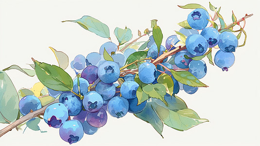 在树杈上新鲜美味的卡通蓝莓图片