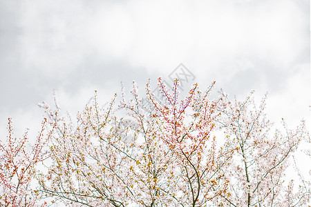古风留白素材樱花盛开的季节背景