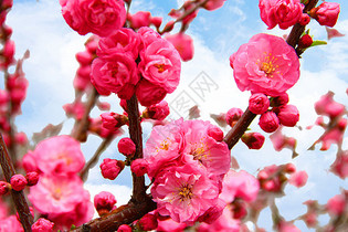春天红色桃花绽放图片