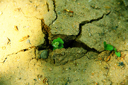 小草破土而出图片