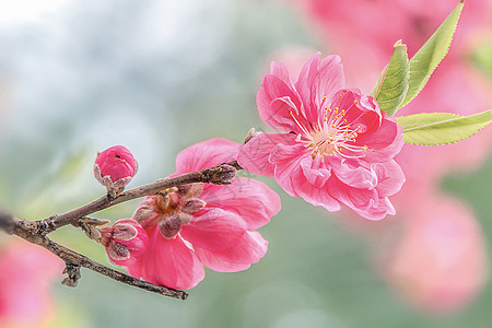 浅色花朵桃花背景