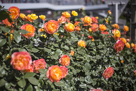 月季花花语月季花高清图片