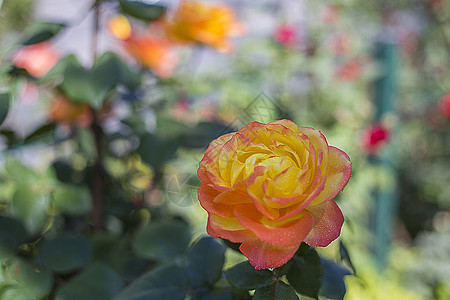 月季花背景图片