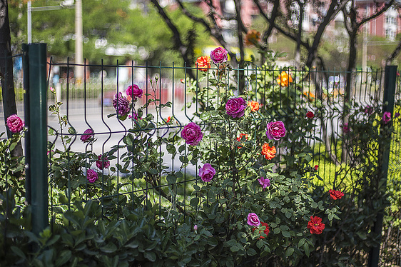 清凉一夏图片