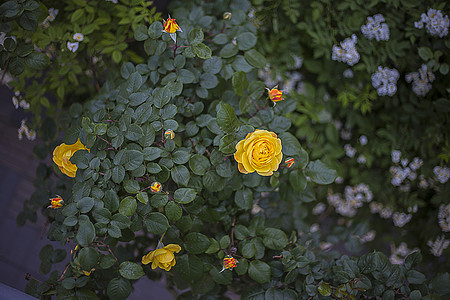 月季花图片