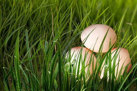 草地上的鸡蛋鸡蛋背景