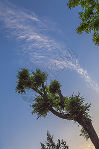 树与天空图片