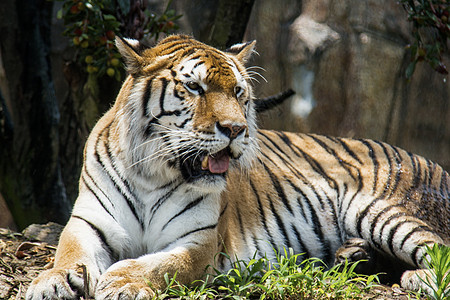 虎，最大的猫科动物背景