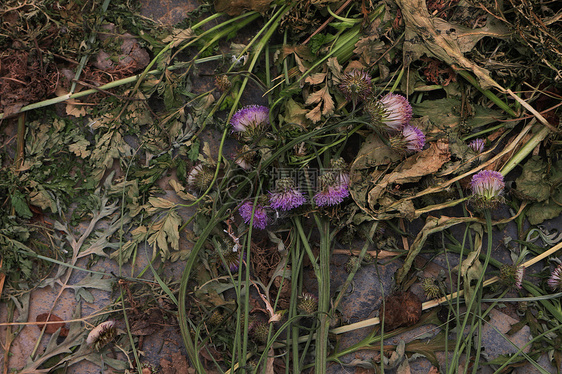 雨后凋零的花朵