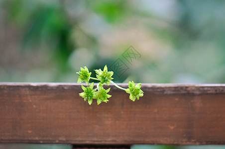 辅材重瓣小蜡菊背景