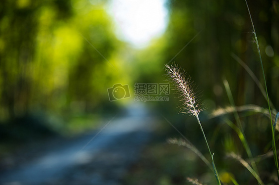 夏 狗尾巴草图片